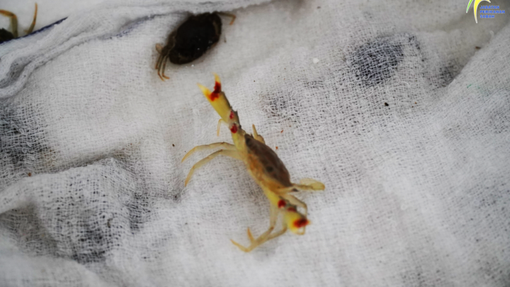 PROGRAM PELEPASAN BENIH KETAM BAKAU (scylla tranquebarica) di Kota Kinabalu Wetland-Ramsar Site Kerjasama Jabatan Perikanan Sabah dan Institut Marin Borneo Universiti Malaysia Sabah