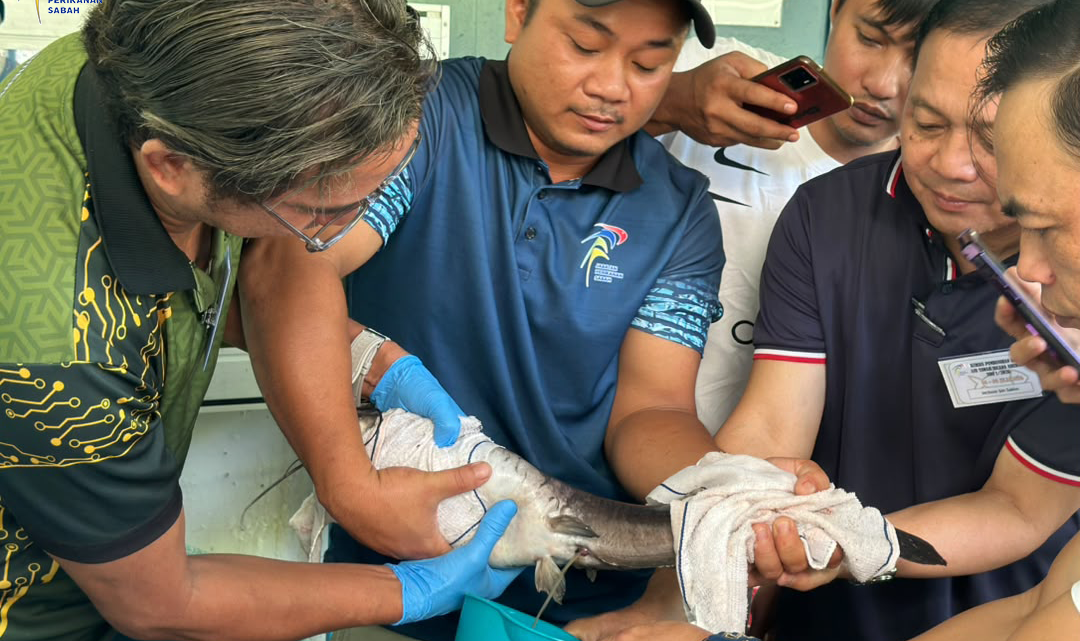 MEMPERKASA KEMAHIRAN PEMBENIHAN IKAN AIR TAWAR SECARA ARUHAN